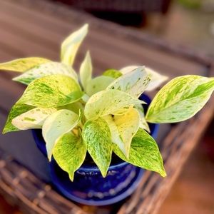 Epipremnum Aureum ‘Snow Queen’